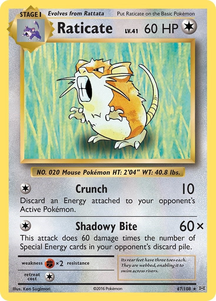 Raticate (67/108) (XY - Evolutions)
